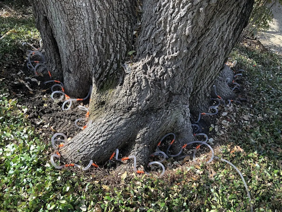 Detailed Tree Cabling and Bracing job site in Ewen